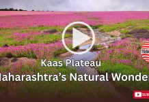 Kaas Plateau: Maharashtra’s Natural Wonder (December 6, 2025)